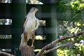 EdmontonZoo031