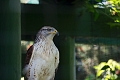 EdmontonZoo032