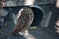 EdmontonZoo033