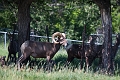 EdmontonZoo038