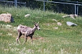 EdmontonZoo039