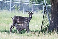 EdmontonZoo040