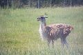 EdmontonZoo041