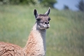 EdmontonZoo042