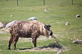 EdmontonZoo045