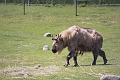 EdmontonZoo046