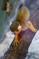 EdmontonZoo051