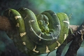 EdmontonZoo058