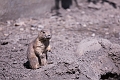EdmontonZoo062