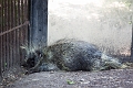 EdmontonZoo064