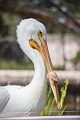 EdmontonZoo066