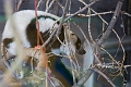 EdmontonZoo068