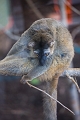 EdmontonZoo070