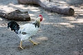 EdmontonZoo074
