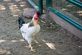 EdmontonZoo075
