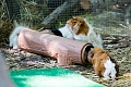 EdmontonZoo076