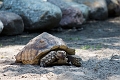 EdmontonZoo078