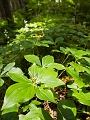 EnchantedForest021