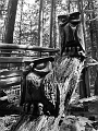 EnchantedForest025