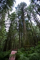 EnchantedForest037