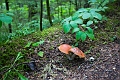 EnchantedForest040