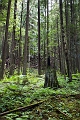 EnchantedForest041