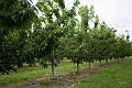 Kelowna043