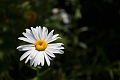 Kelowna089