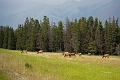 Jasper067