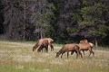 Jasper068