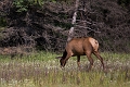 Jasper069