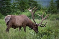 Jasper071