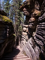 IcefieldsParkway010