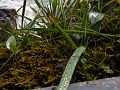 IcefieldsParkway023