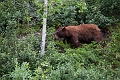 IcefieldsParkway028