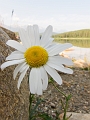 Jasper093