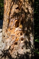 BigBeehive008