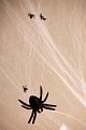 ASGHalloween051