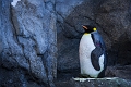 CalgaryZoo001