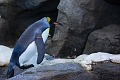 CalgaryZoo002