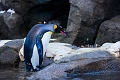 CalgaryZoo003