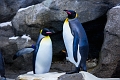 CalgaryZoo004