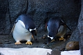 CalgaryZoo005