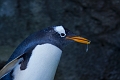 CalgaryZoo006