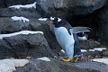 CalgaryZoo010