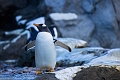 CalgaryZoo012