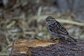 CalgaryZoo020