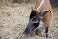 CalgaryZoo021