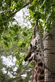 CalgaryZoo022