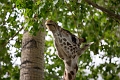 CalgaryZoo023